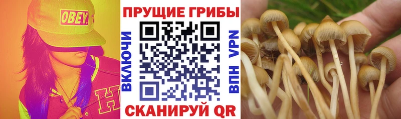 Купить Боготол Галлюциногенные грибы прущие грибы
